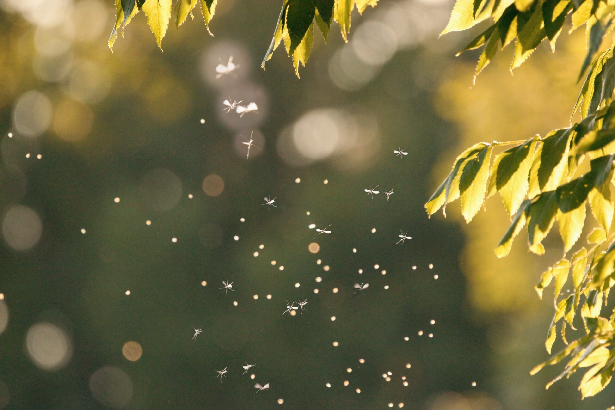 Maladies du moustique