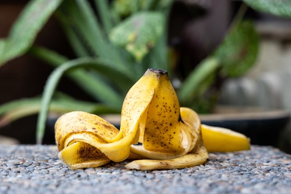 Peau de banane anti-moustique