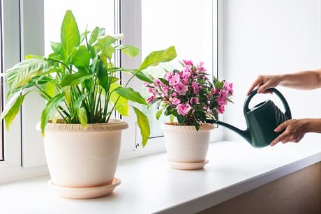 Plantes anti-moustique